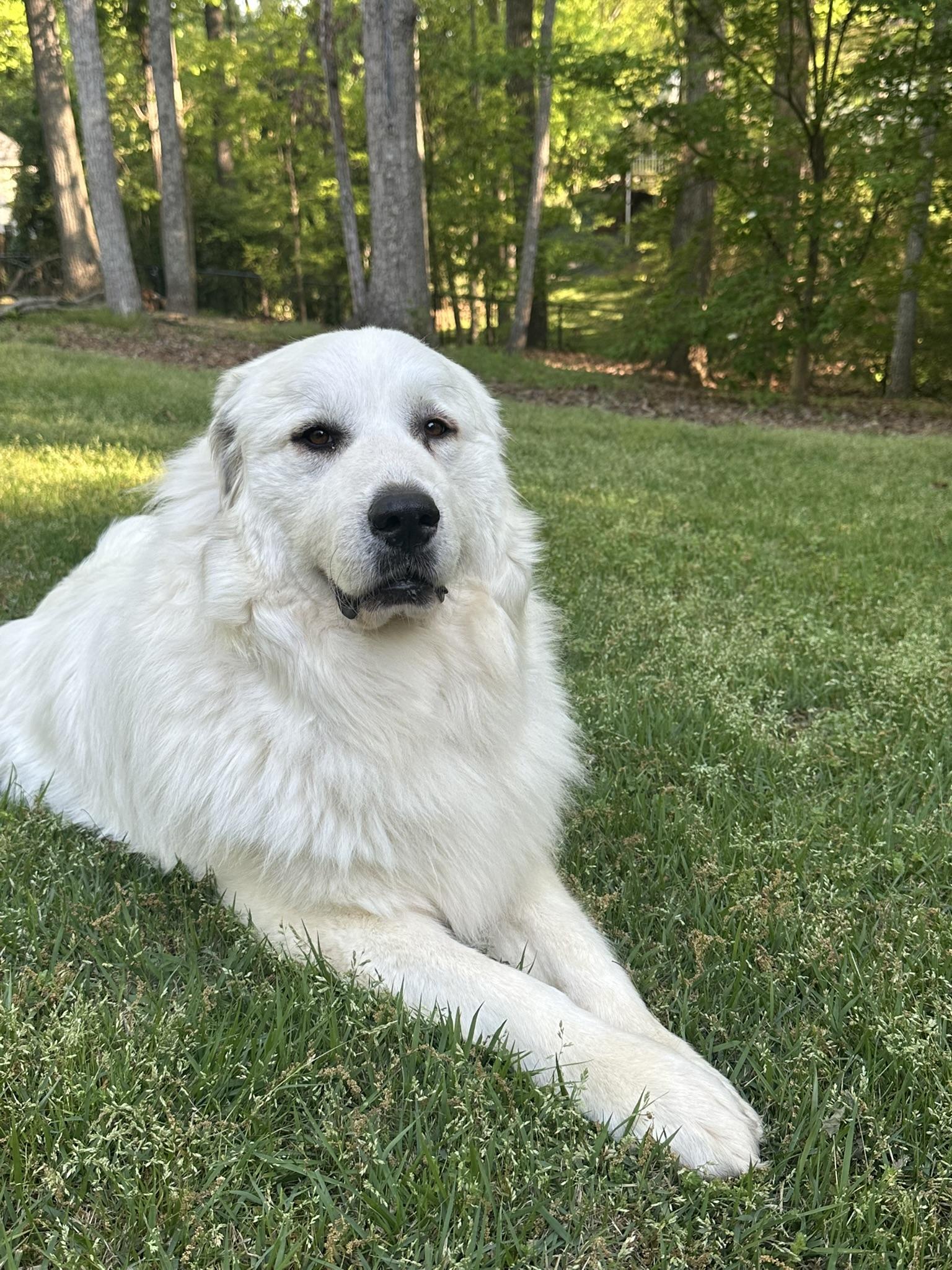 Enlarge Georgia, an adopted Great Pyrenees in Atlanta, GA image 5/5