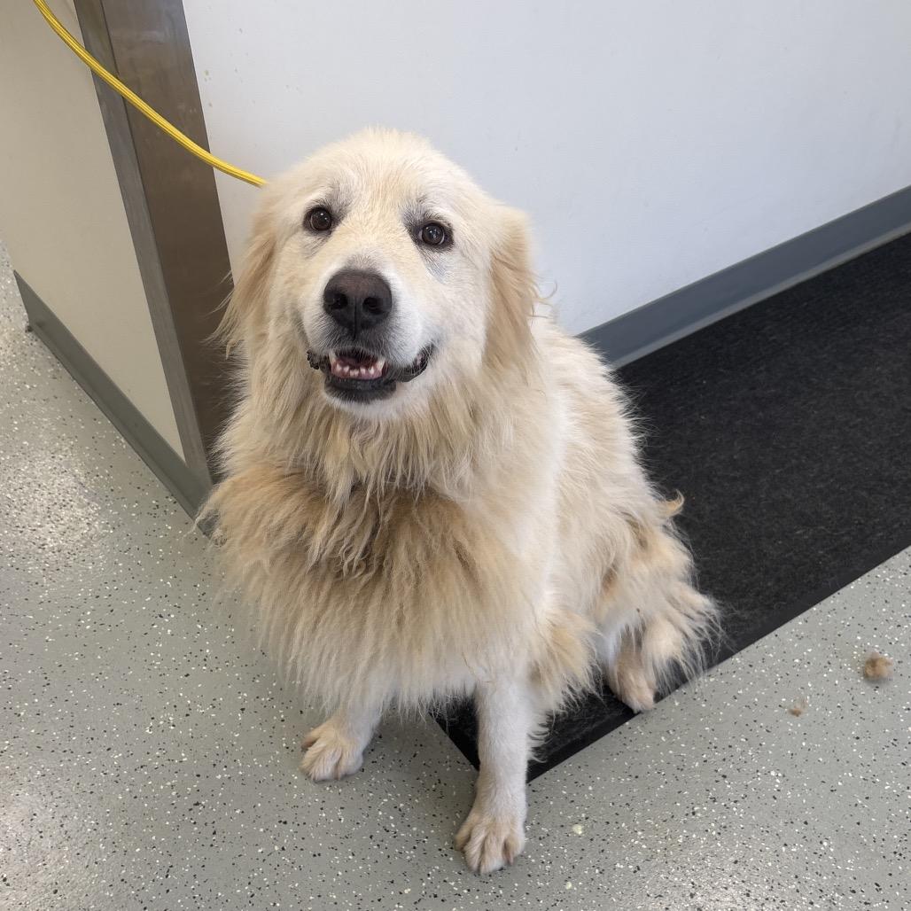 Molly, Adoptable, Senior Female Great Pyrenees.
