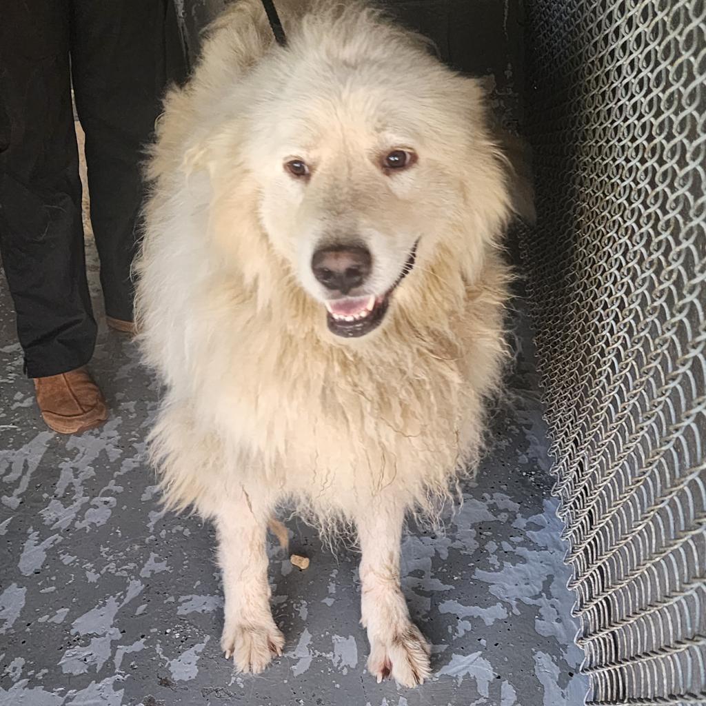 Enlarge Molly, a Adoptable Great Pyrenees in Galax, VA image 2/2