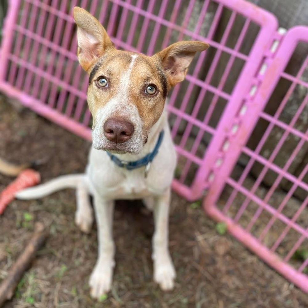 Enlarge Sebastian, a Adoptable mixed breed in Newnan, GA image 1/6