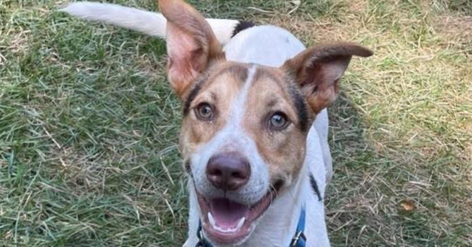 Enlarge Sebastian, a Adoptable mixed breed in Newnan, GA image 2/6