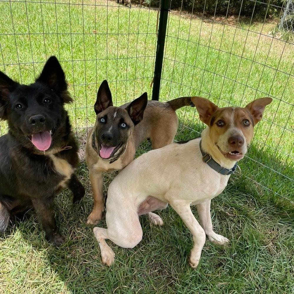 Enlarge Sebastian, a Adoptable mixed breed in Newnan, GA image 4/6