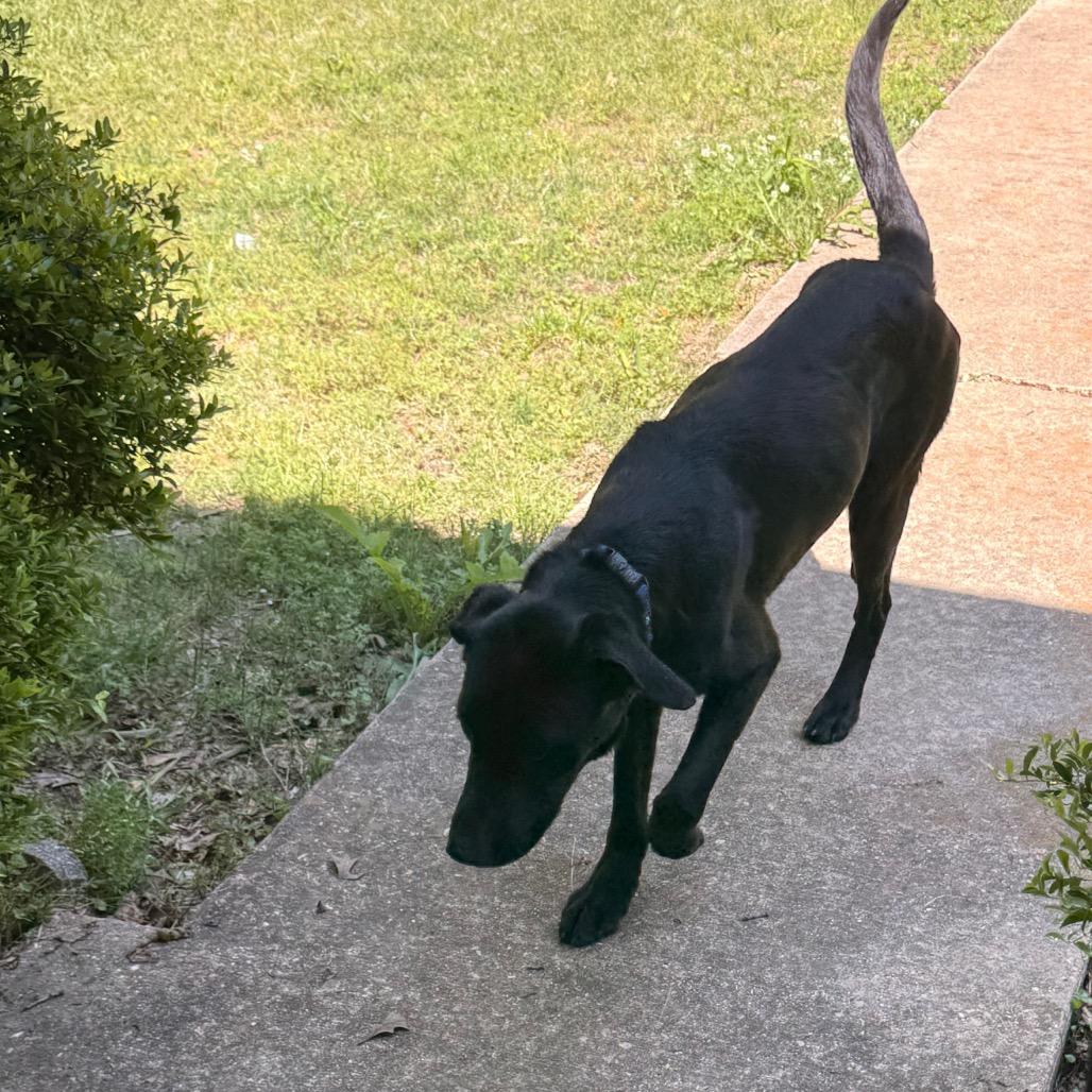 Wesson, Adoptable, Adult Male Black Labrador Retriever & Mixed Breed.