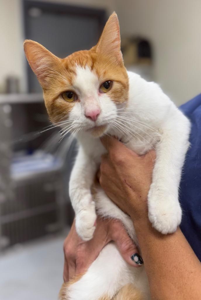 Pecan, Adoptable, Adult Male Domestic Short Hair.