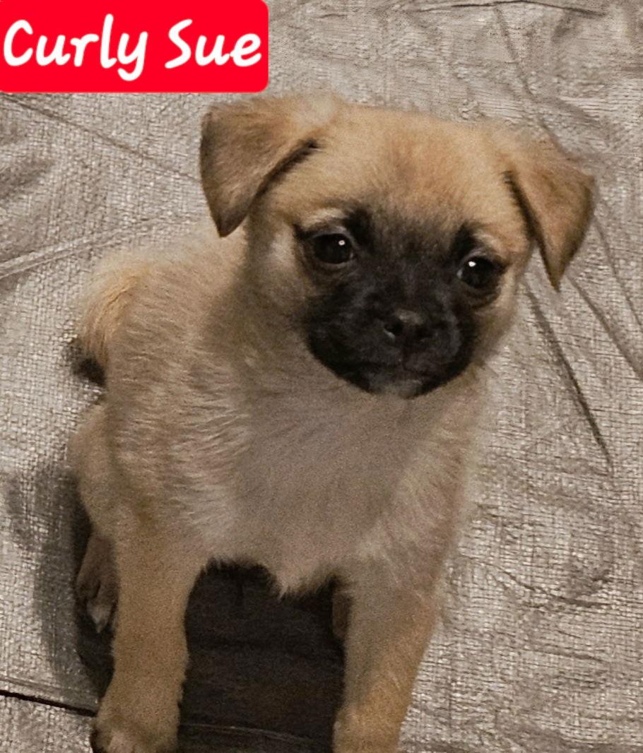 Enlarge Curly Sue, a Adopted Pug in Williamsburg, NM image 1/1