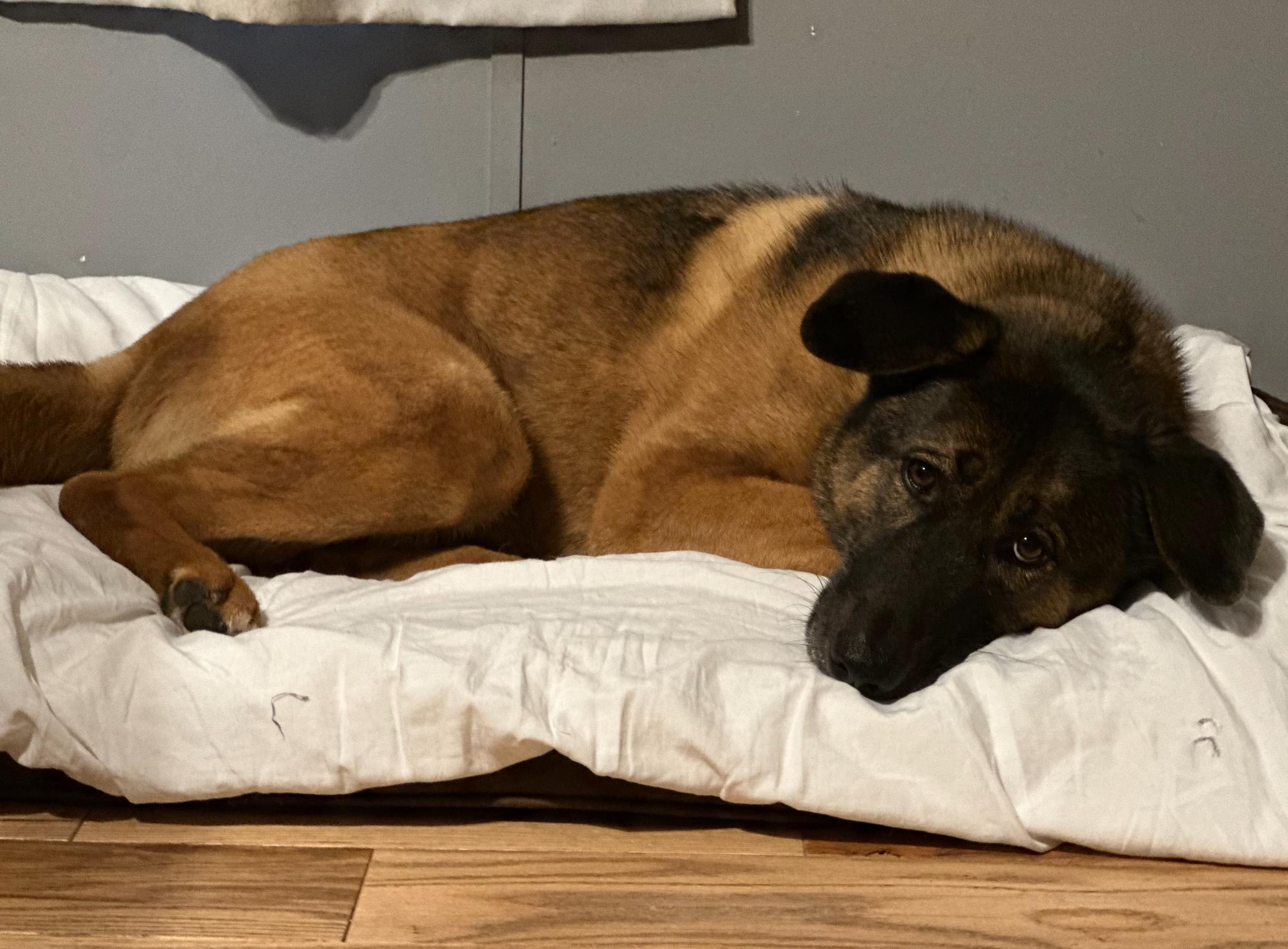 Enlarge Gracie, an adopted mixed breed in Bangor, ME image 3/3