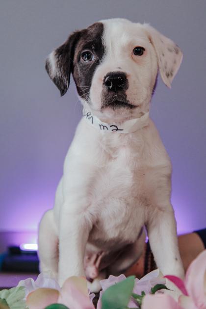 Lupin M2 — thumbnail 2