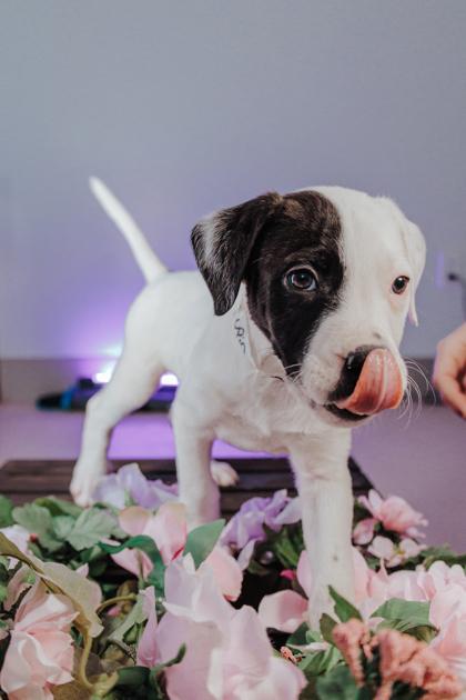 Lupin M2 — thumbnail 3