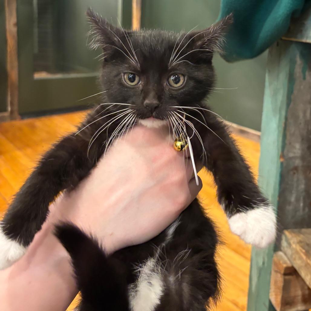 Enlarge Beck, a Adoptable Domestic Short Hair in Oconomowoc, WI image 2/3