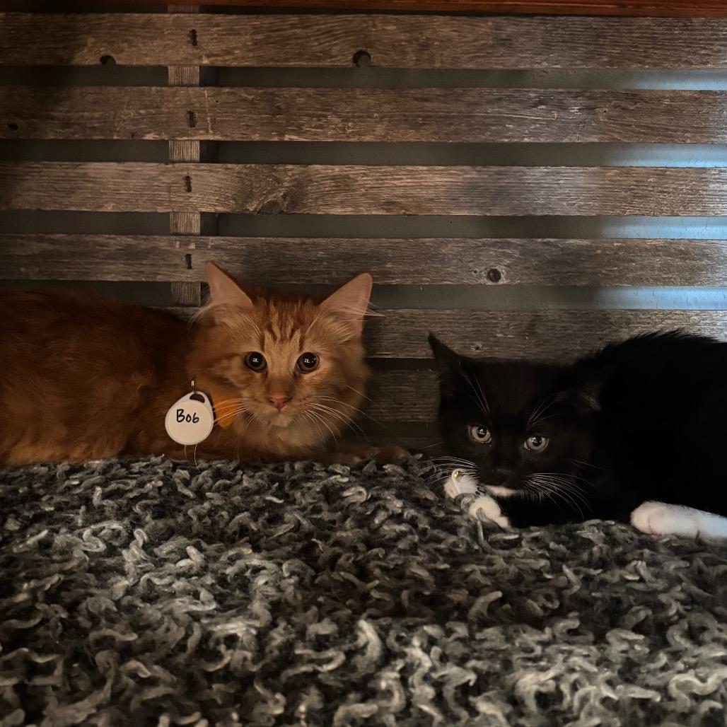 Enlarge Beck, a Adoptable Domestic Short Hair in Oconomowoc, WI image 3/3
