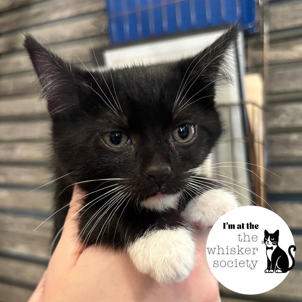 Enlarge Beck, a Adoptable Domestic Short Hair in Oconomowoc, WI image 1/3