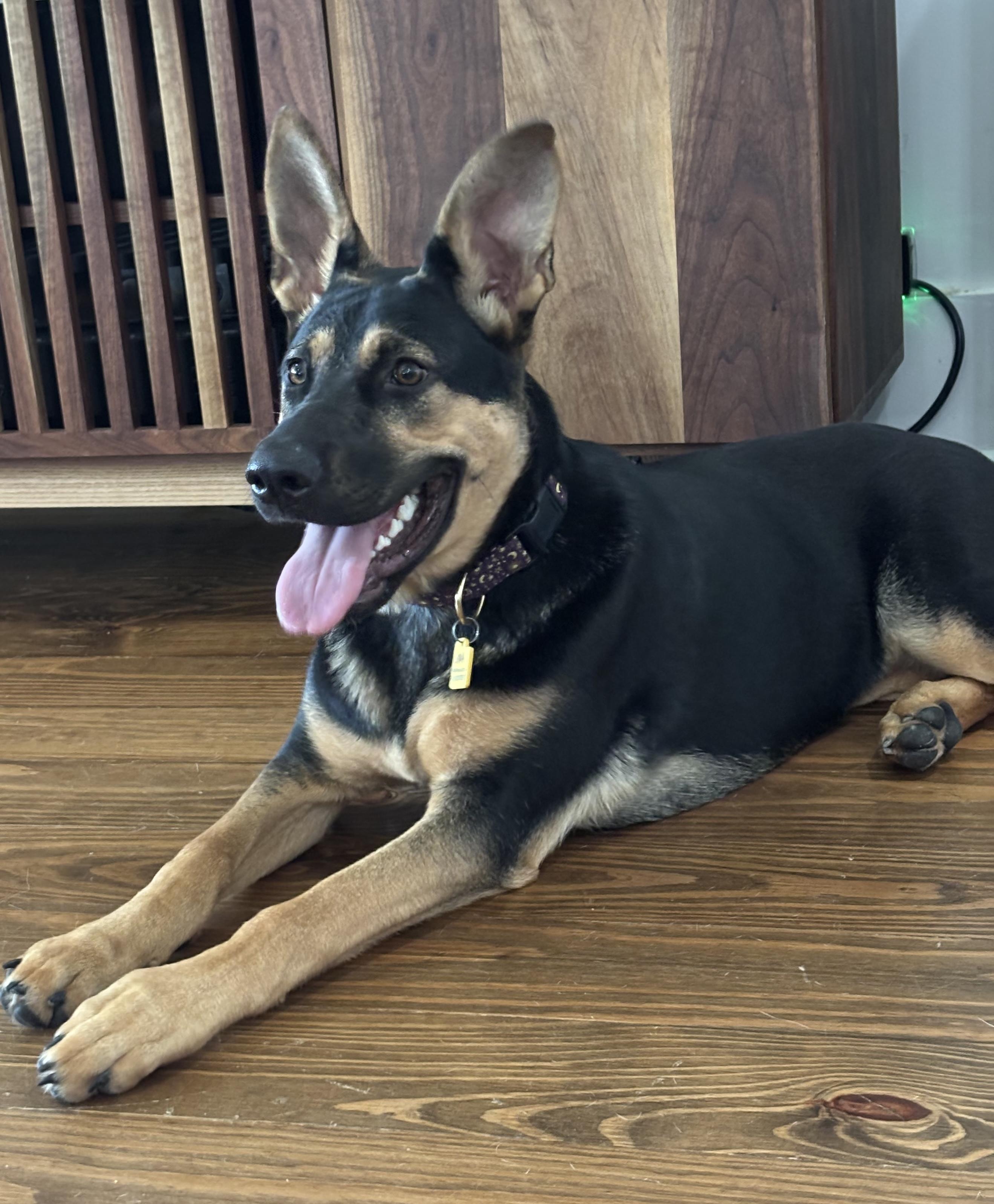 Enlarge Luna, a ADOPTABLE German Shepherd Dog in New Orleans, LA image 3/6