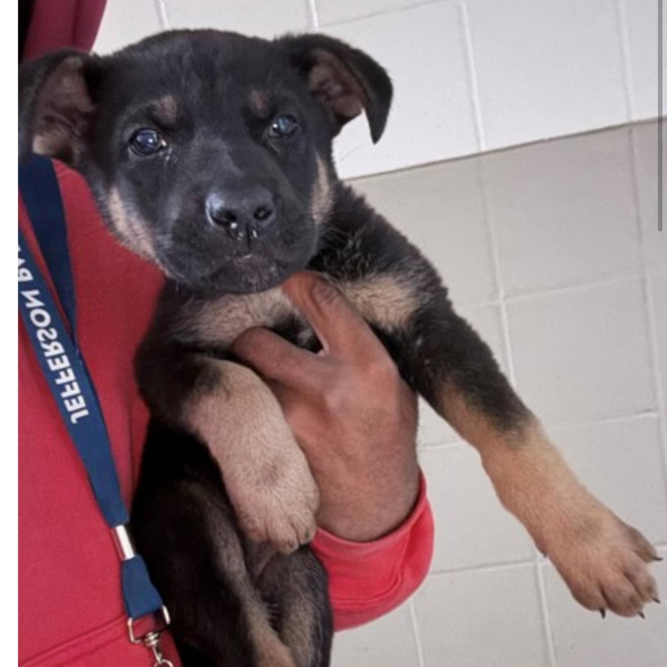 Enlarge Luna, a ADOPTABLE German Shepherd Dog in New Orleans, LA image 4/4