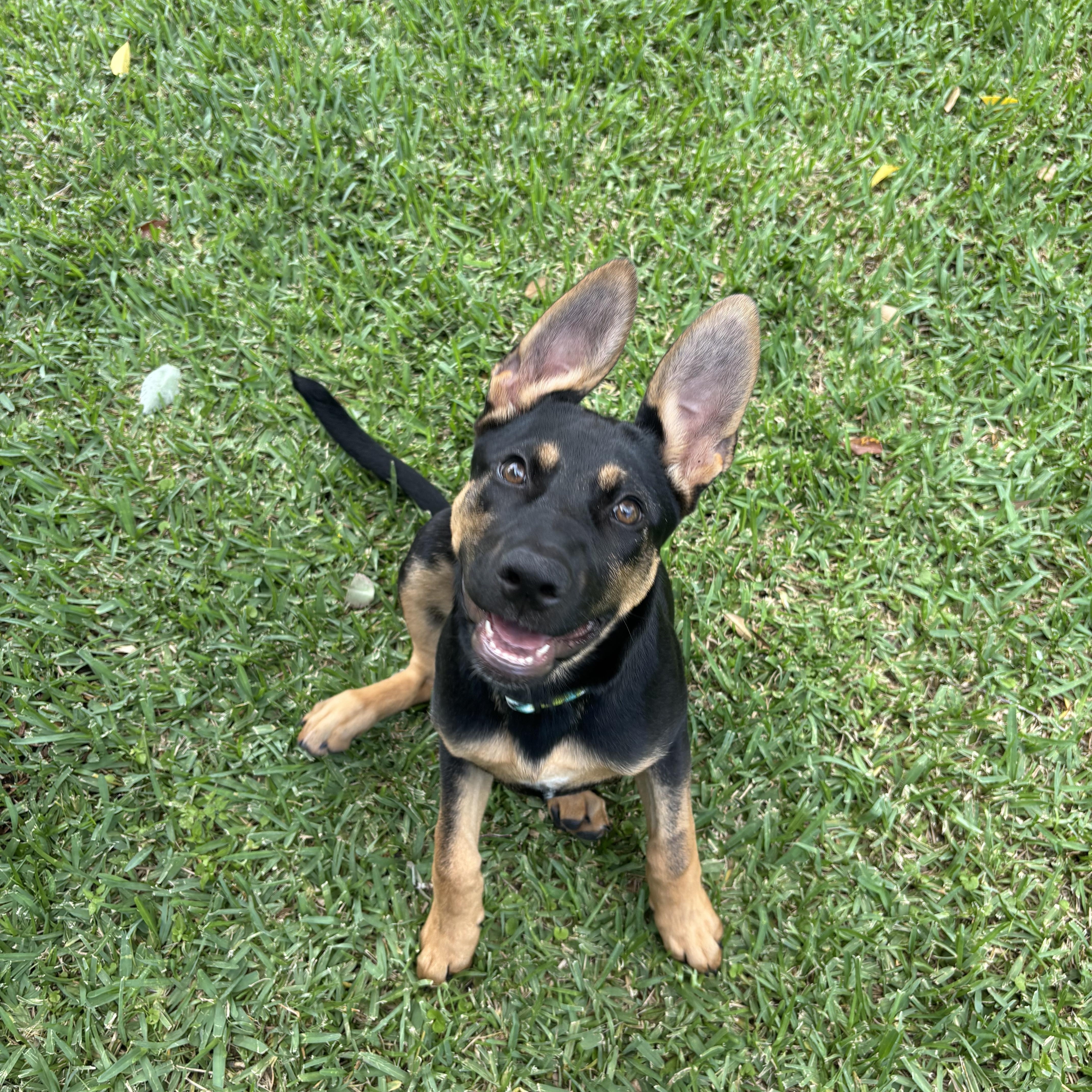 Enlarge Luna, a ADOPTABLE German Shepherd Dog in New Orleans, LA image 2/5