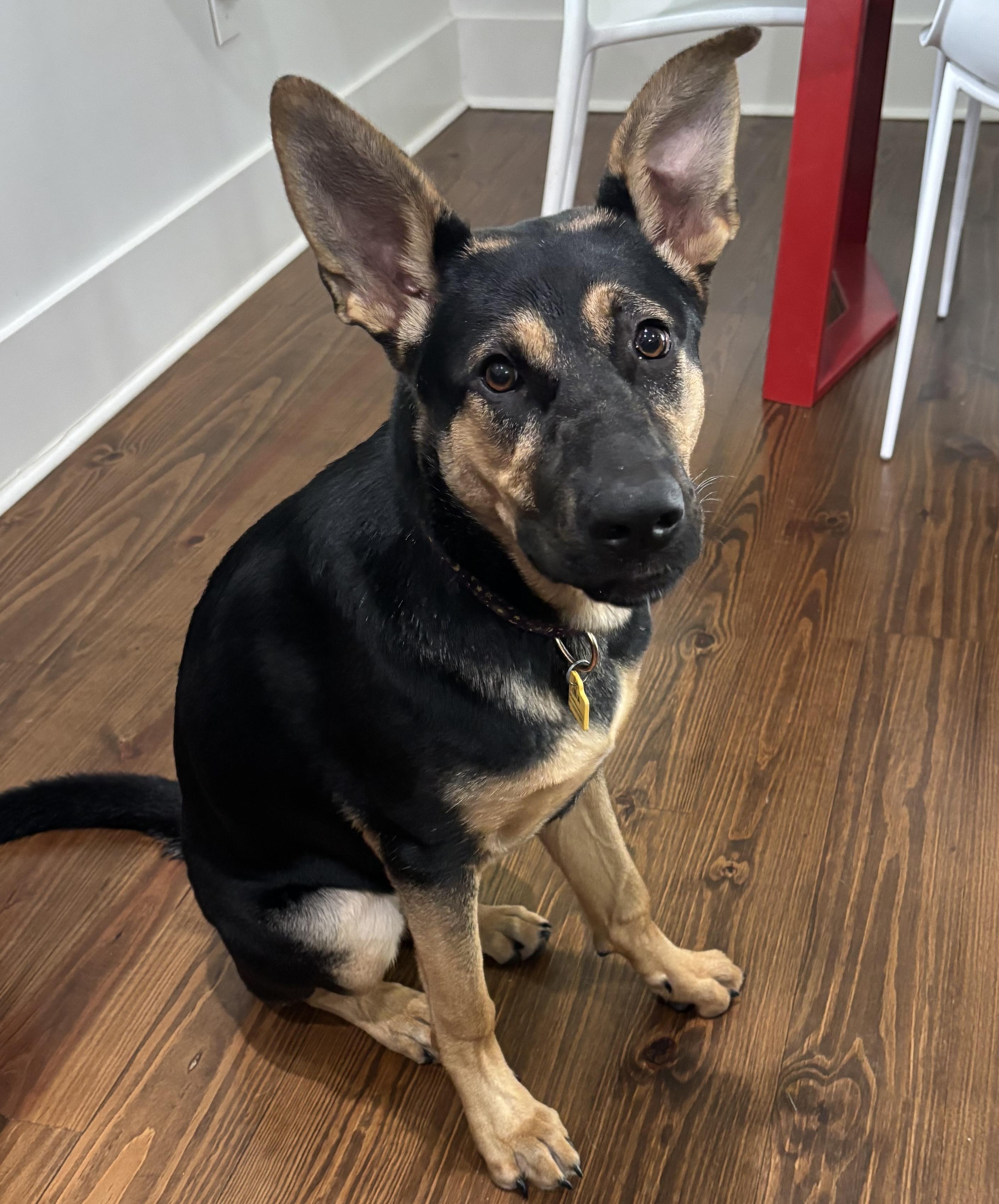 Luna, ADOPTABLE, Puppy Female German Shepherd Dog.