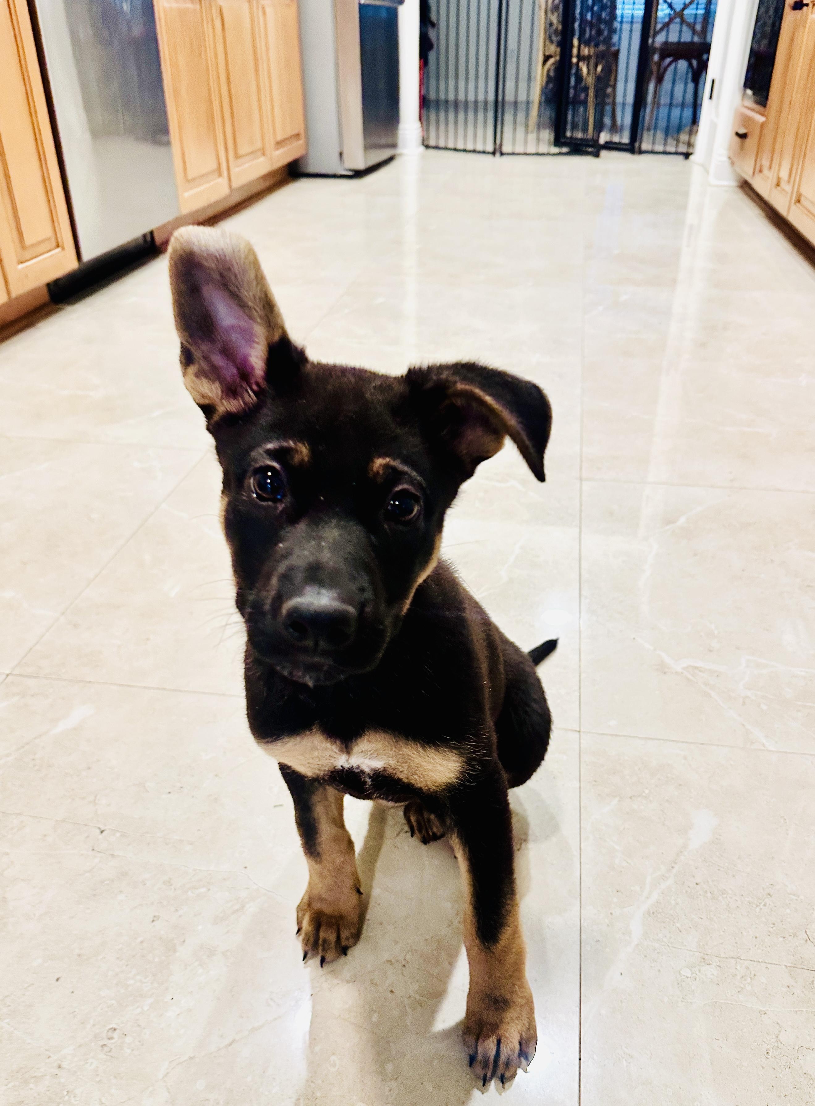 Enlarge Luna, a ADOPTABLE German Shepherd Dog in New Orleans, LA image 1/4