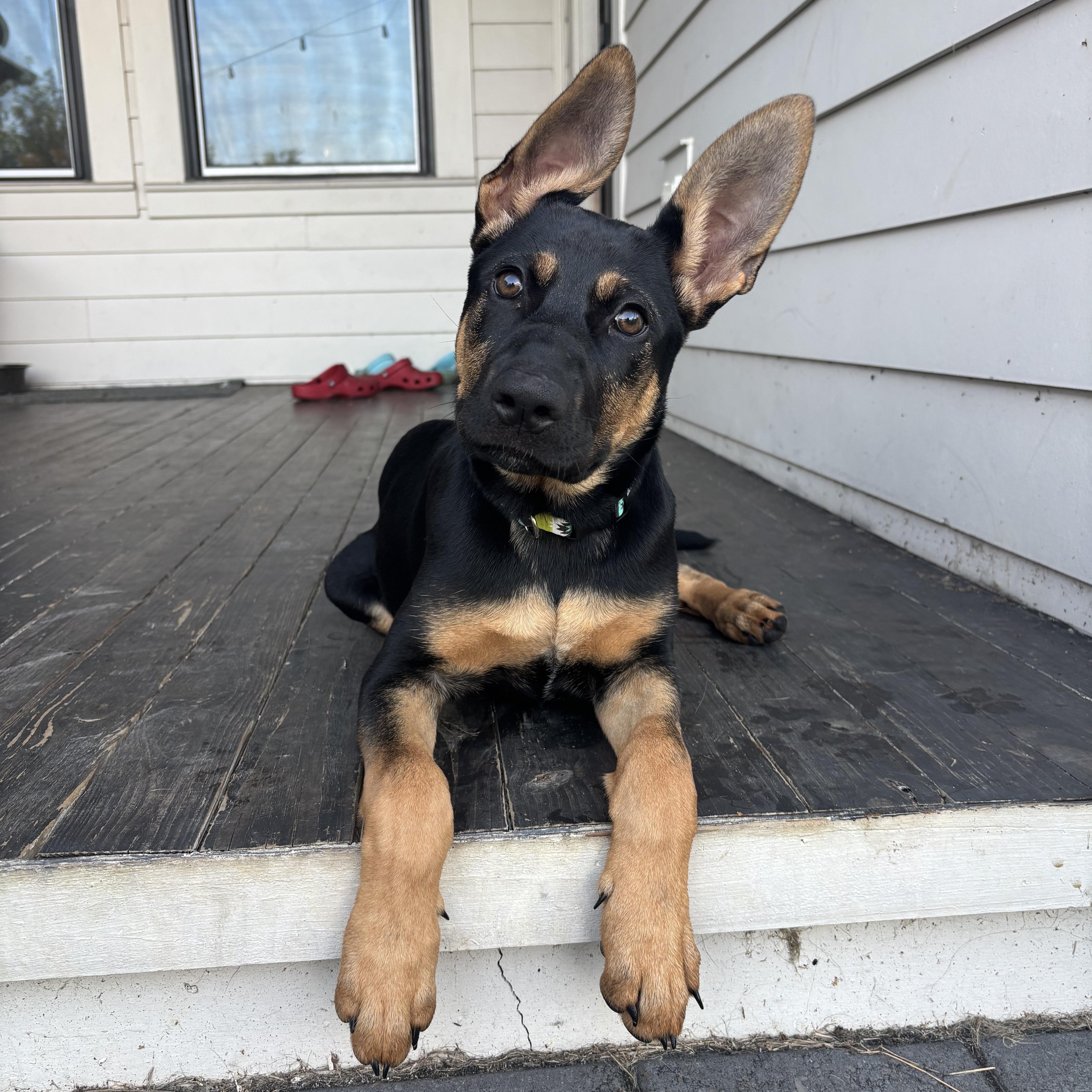 Luna, ADOPTABLE, Puppy Female German Shepherd Dog.