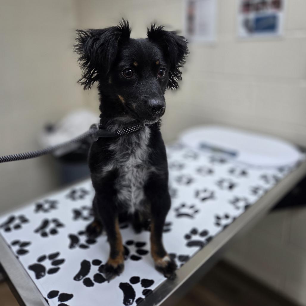 Tepish, Adoptable, Adult Male Dachshund.