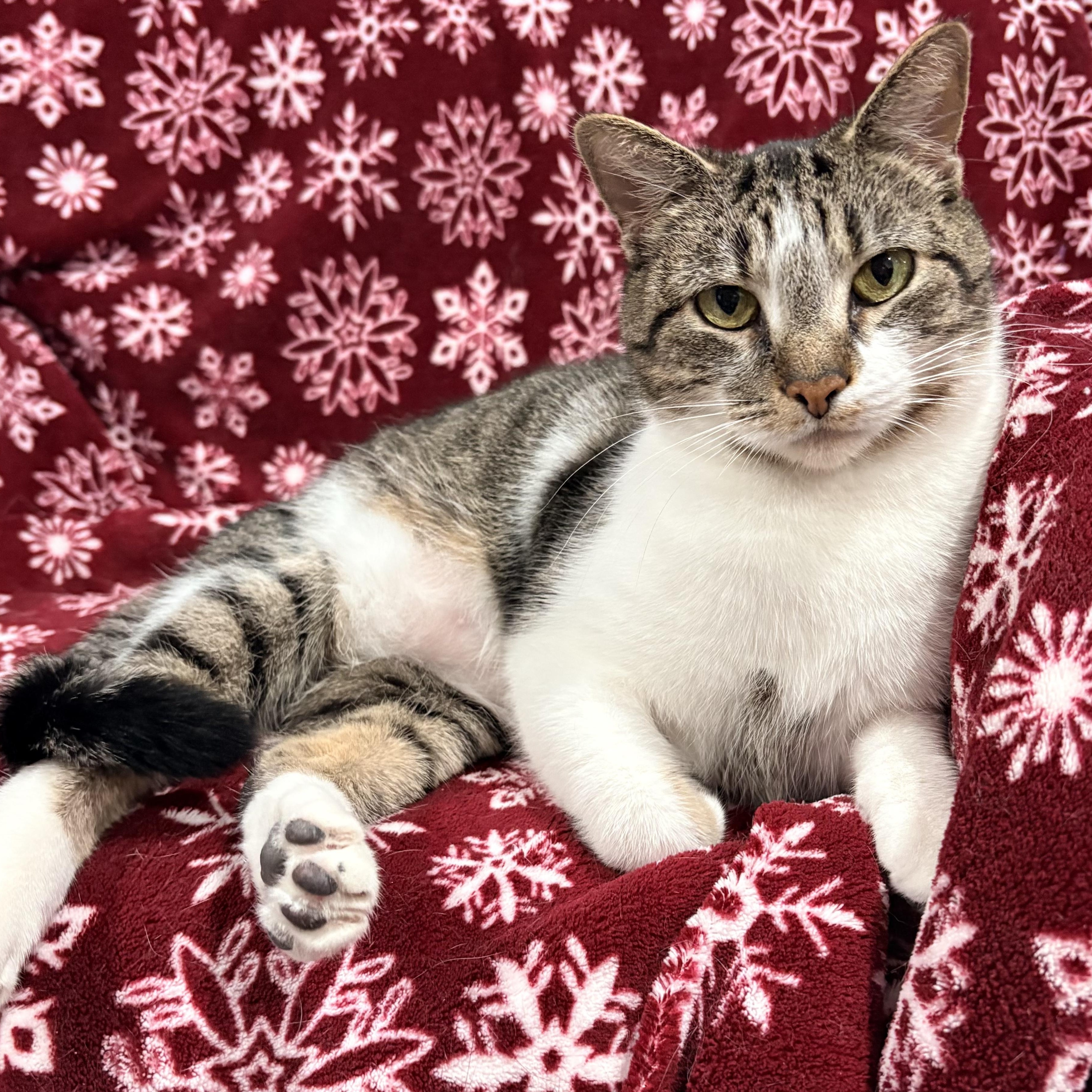 Enlarge Sarah, a Adoptable Domestic Short Hair in North Huntingdon, PA image 1/6