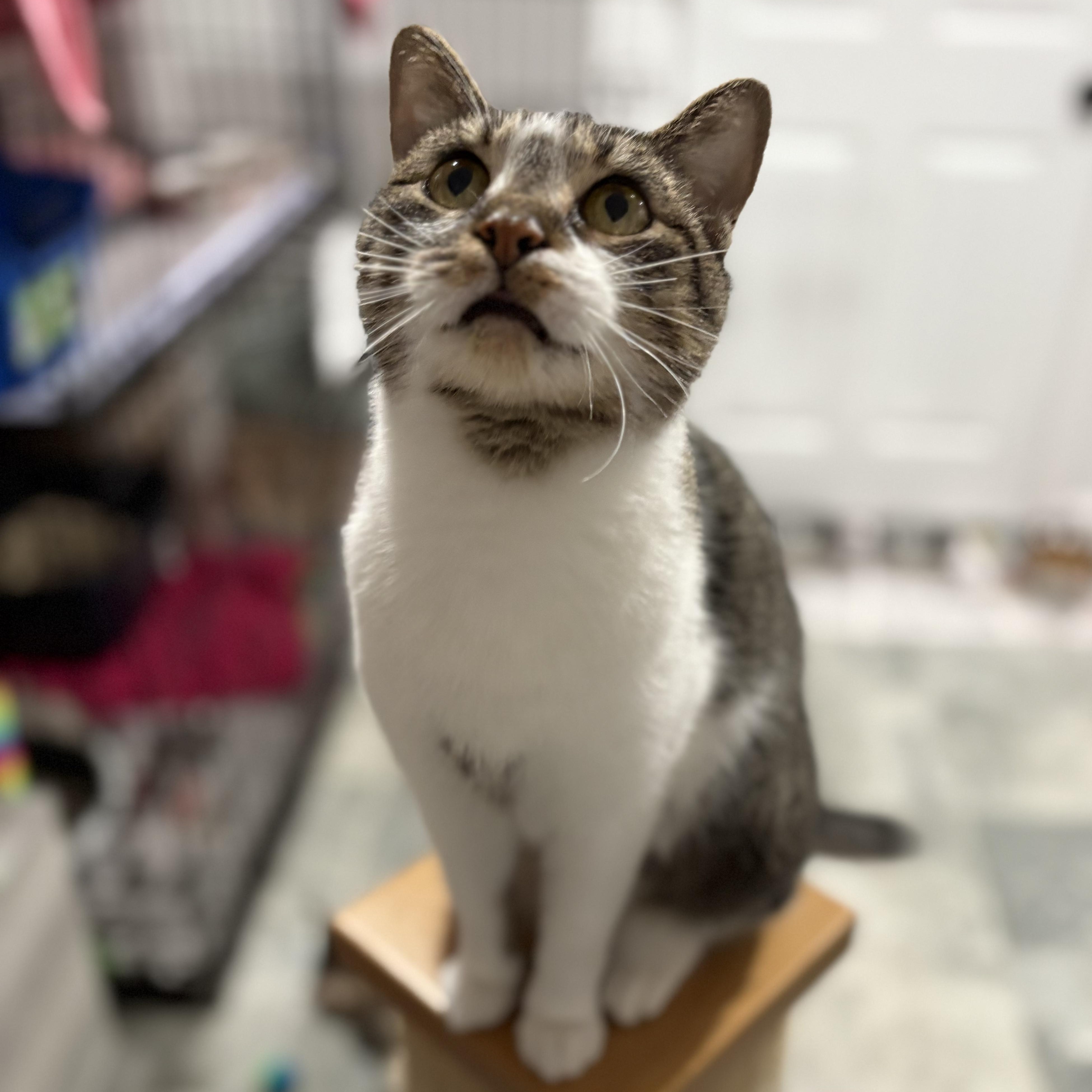 Enlarge Sarah, a Adoptable Domestic Short Hair in North Huntingdon, PA image 2/6