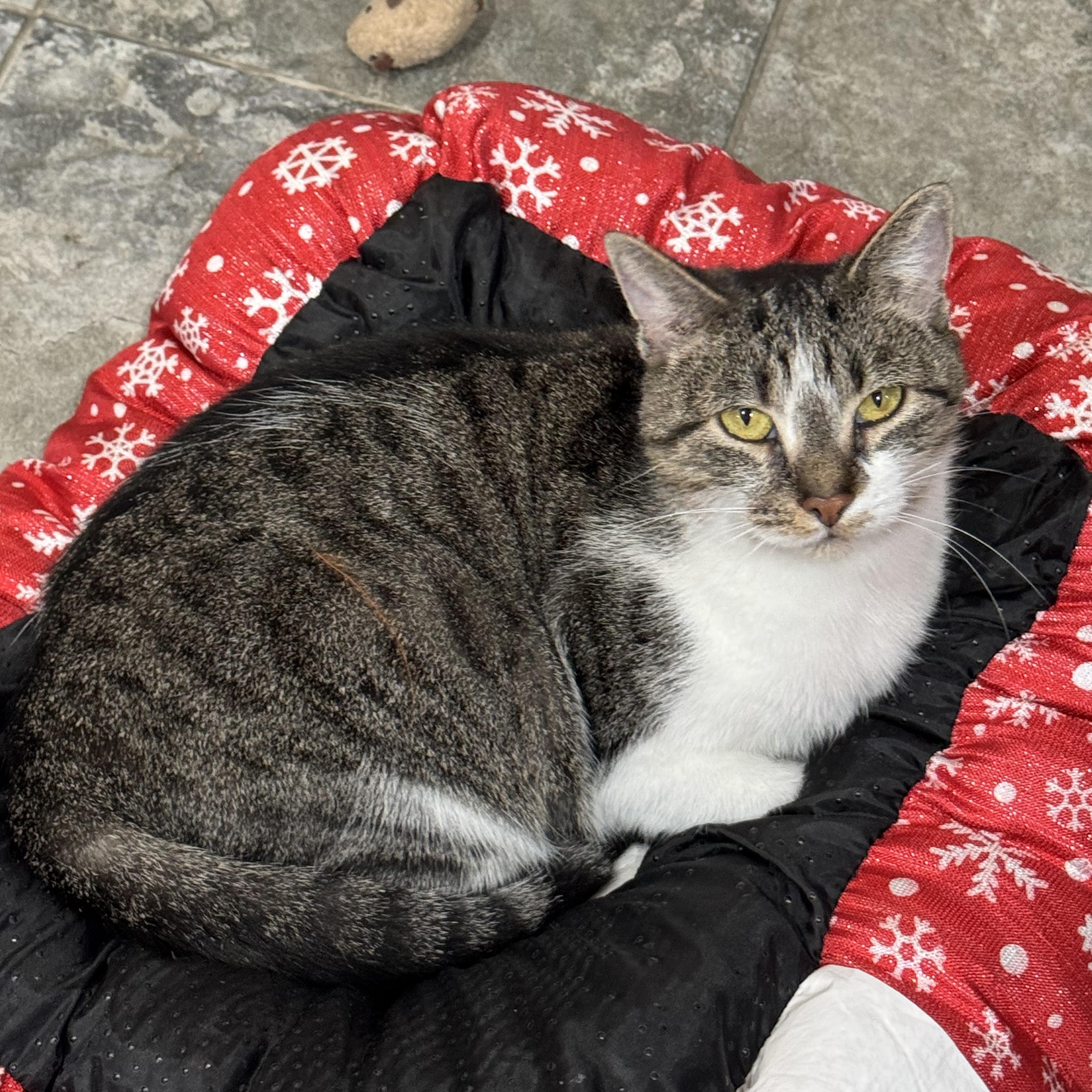 Enlarge Sarah, a Adoptable Domestic Short Hair in North Huntingdon, PA image 4/6