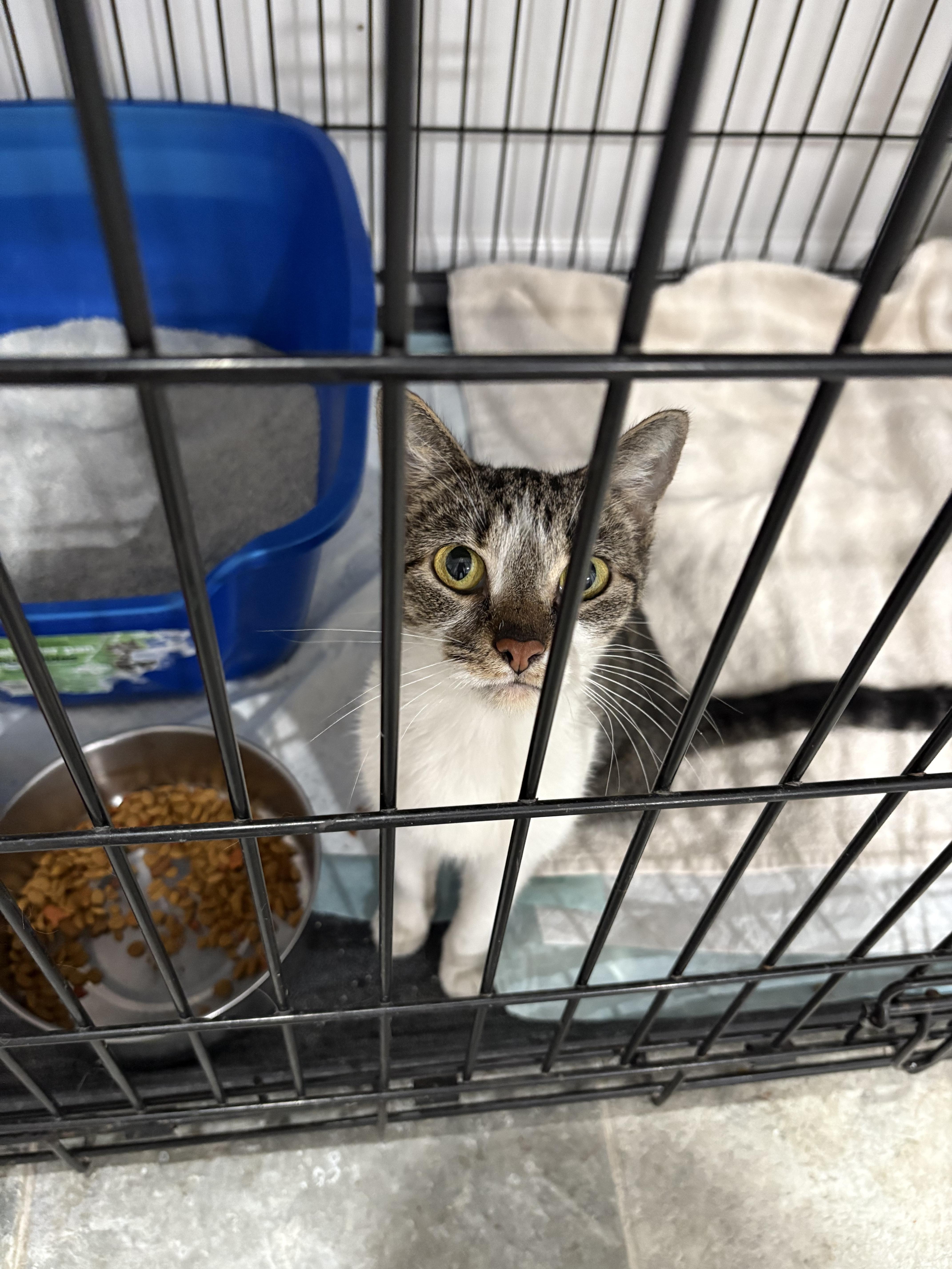 Enlarge Sarah, a Adoptable Domestic Short Hair in North Huntingdon, PA image 6/6