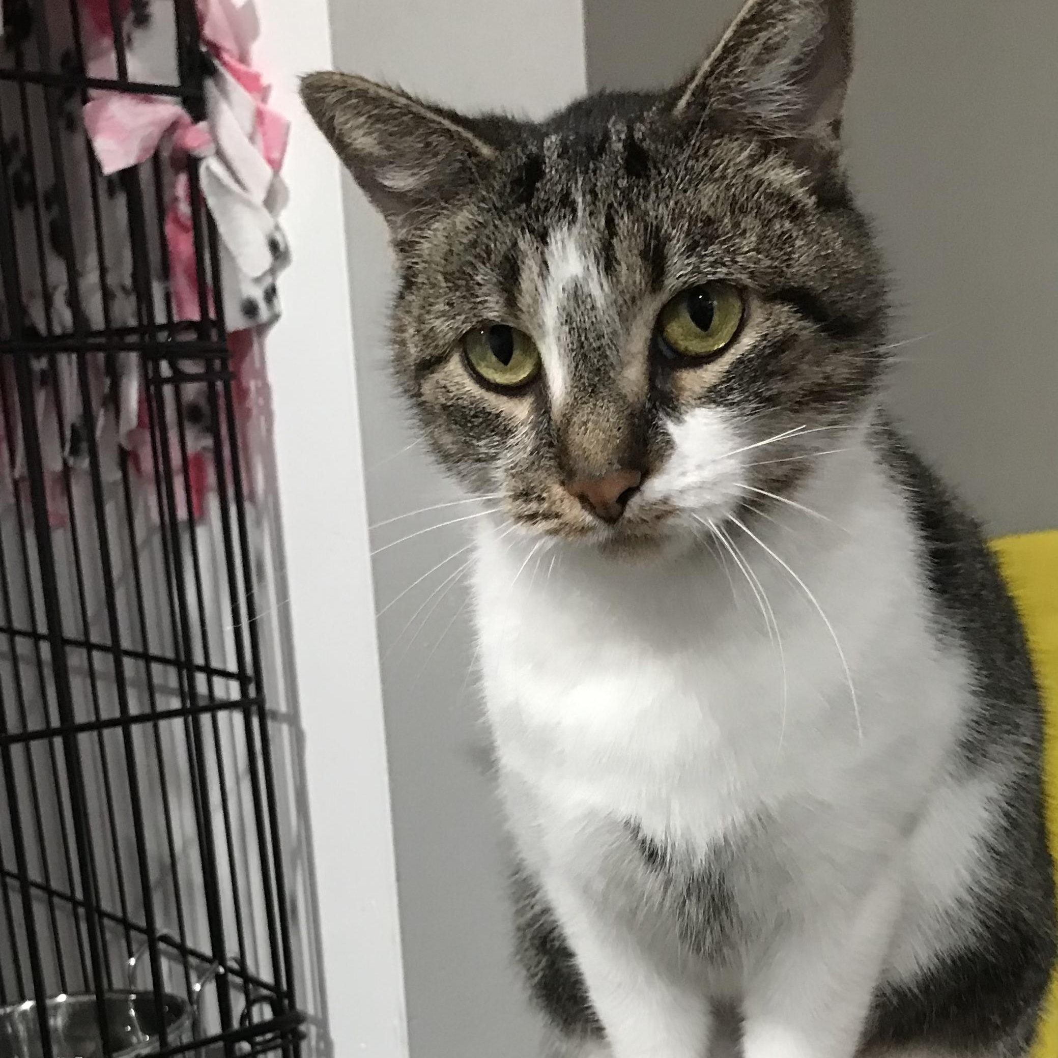 Enlarge Sarah, a Adoptable Domestic Short Hair in North Huntingdon, PA image 5/6