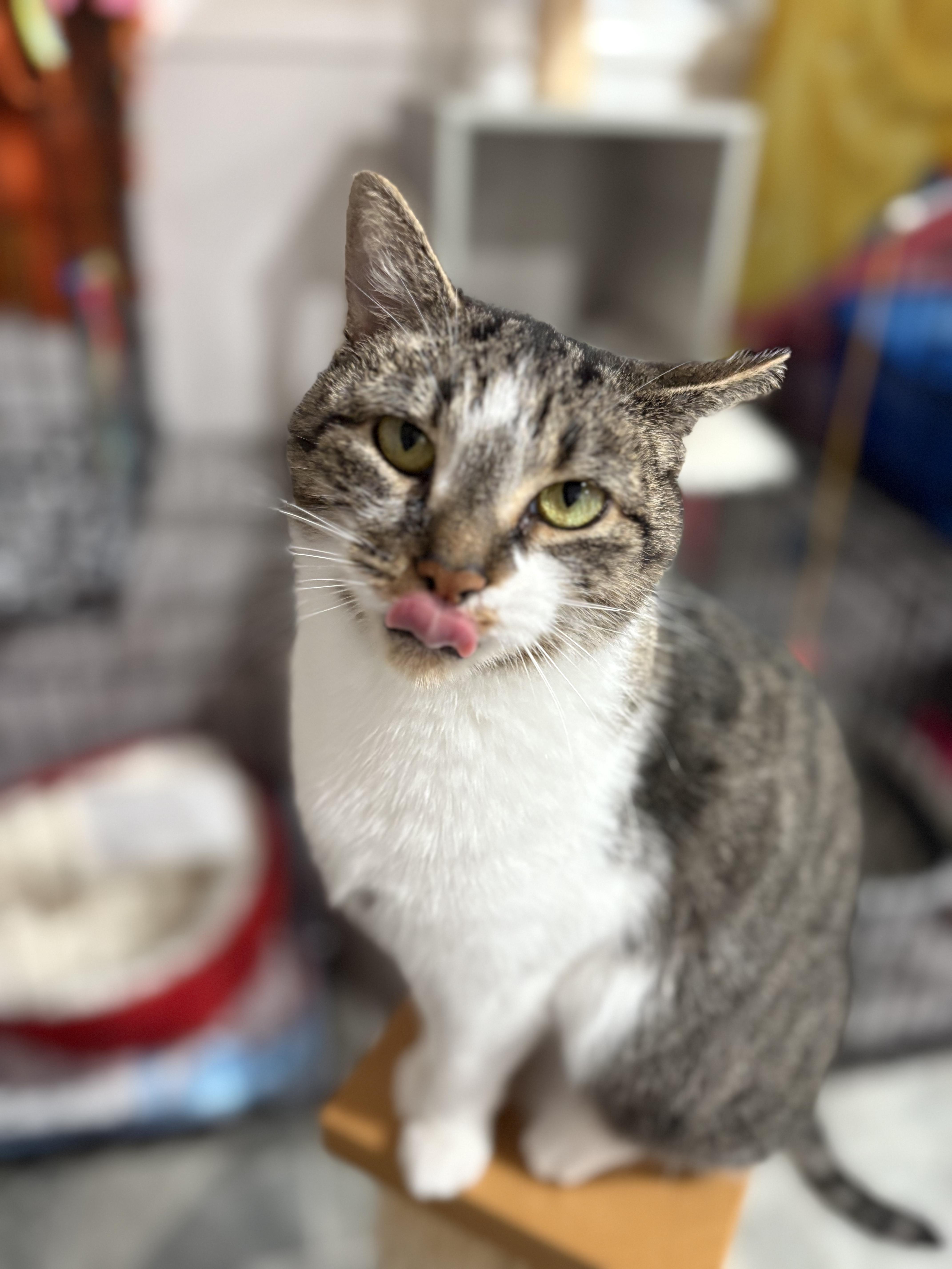 Enlarge Sarah, a Adoptable Domestic Short Hair in North Huntingdon, PA image 3/6