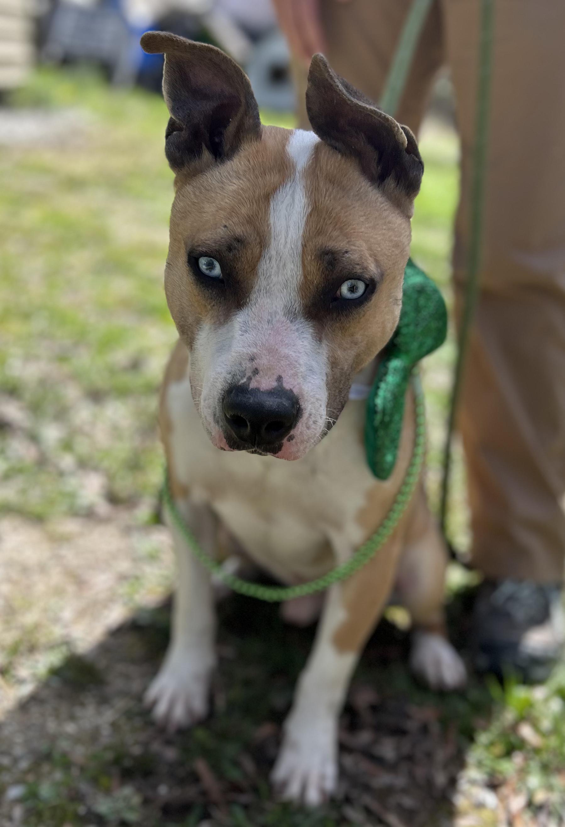 Merlin, ADOPTABLE, Young Male Husky.