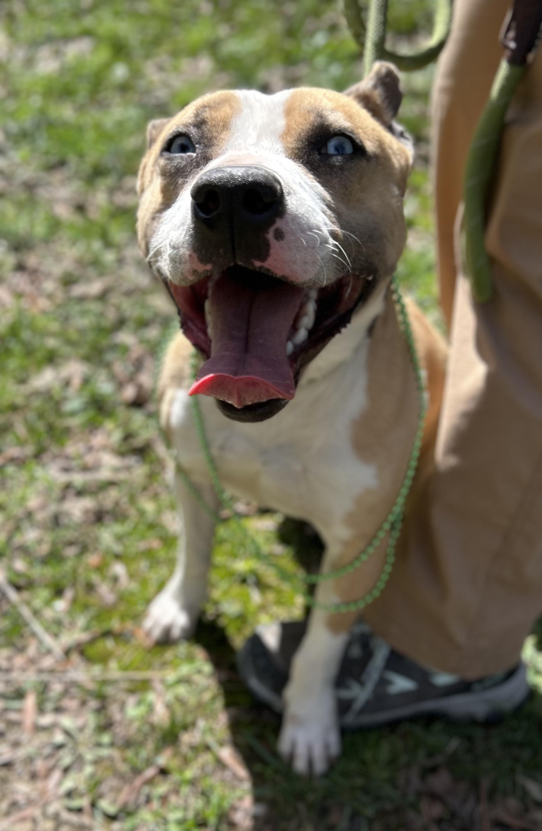 Enlarge Merlin, a ADOPTABLE mixed breed in Manchester, TN image 3/3