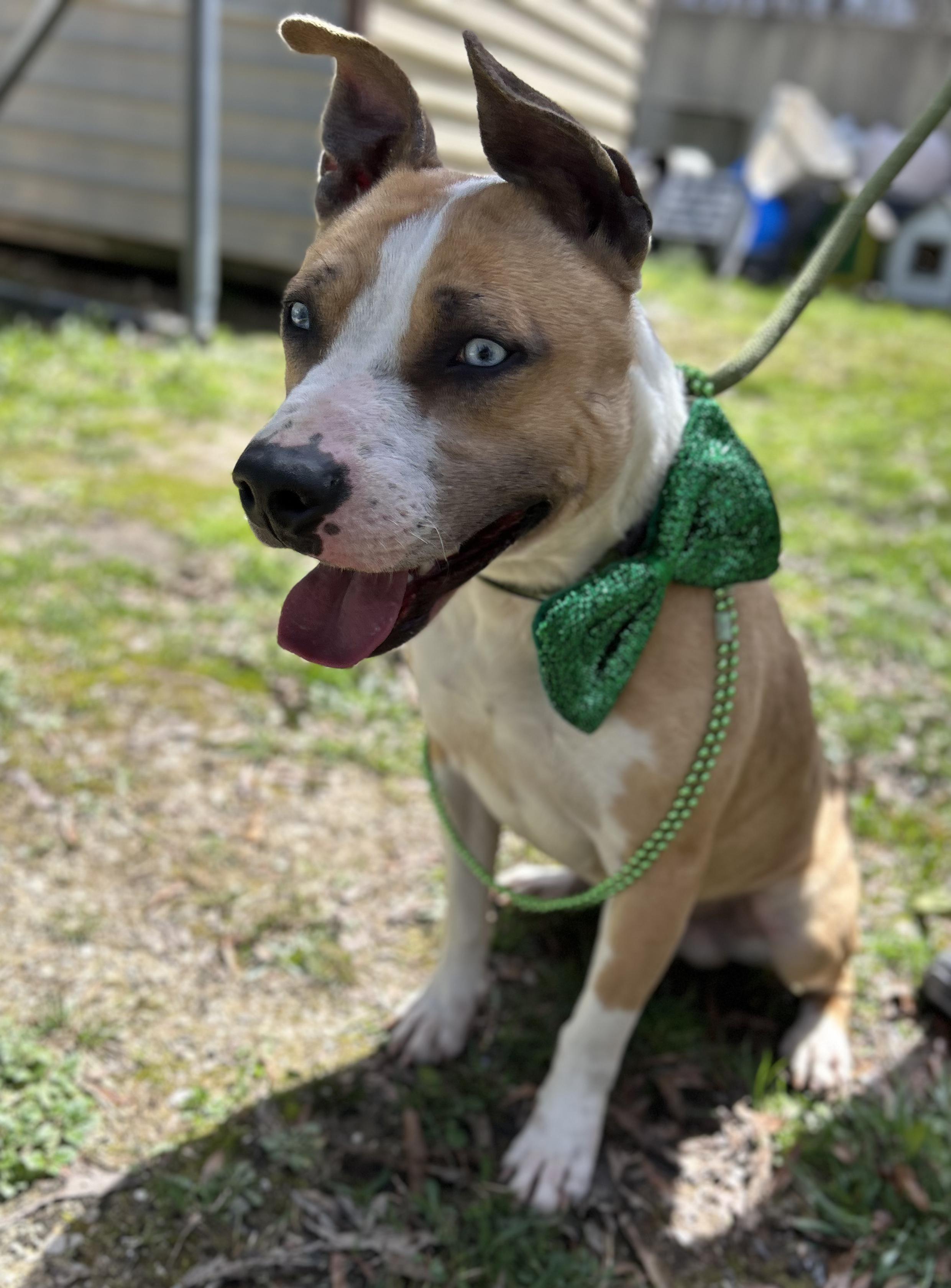 Enlarge Merlin, a ADOPTABLE mixed breed in Manchester, TN image 2/3