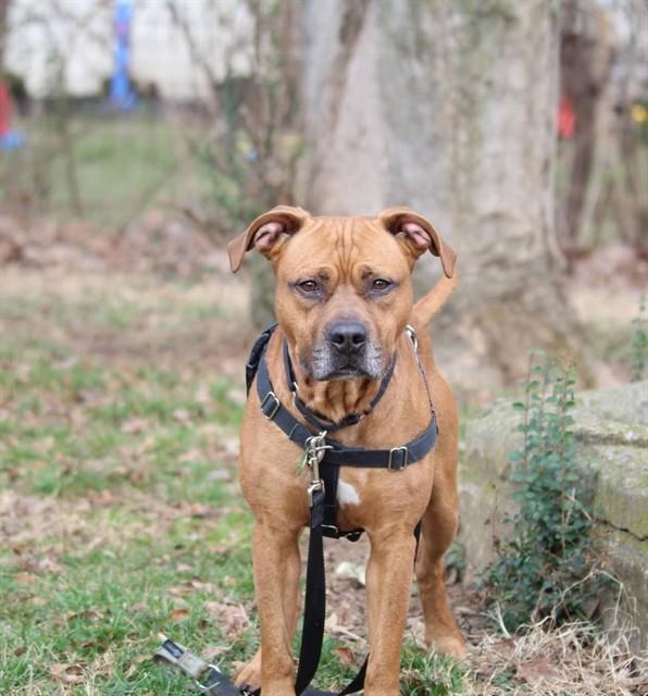 Enlarge RED TEAM GO!, a Adoptable Pit Bull Terrier in Louisville, KY image 1/1