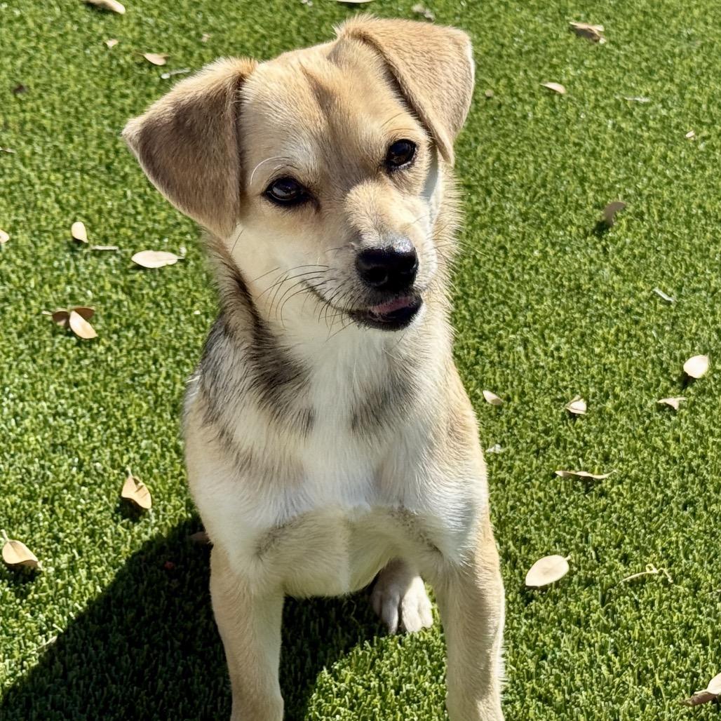 Tulip - as pretty as the flower!, Adoptable, Adult Female Chihuahua.