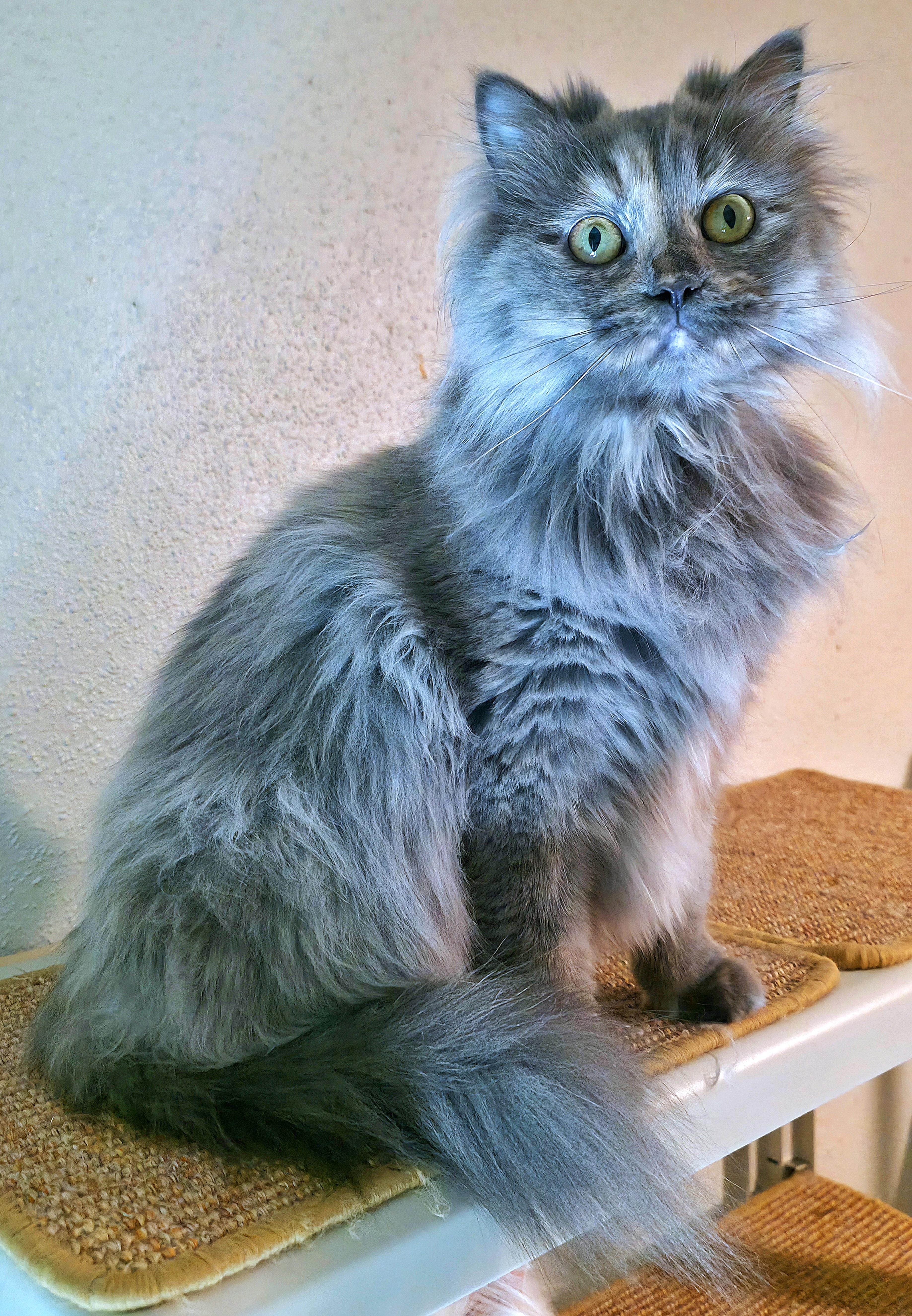 Stormy, a ADOPTABLE Persian in Converse, TX image 3/4