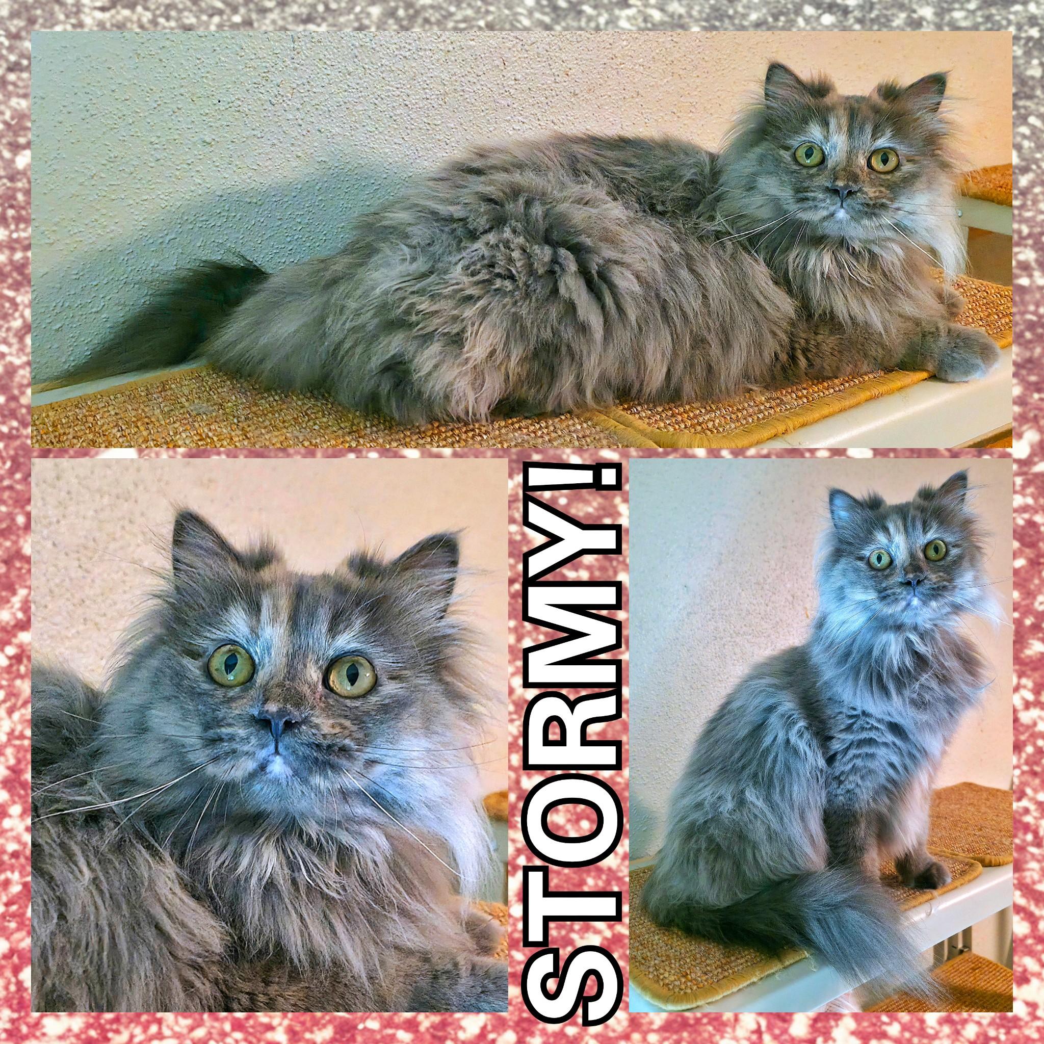 Stormy, a ADOPTABLE Persian in Converse, TX image 4/4