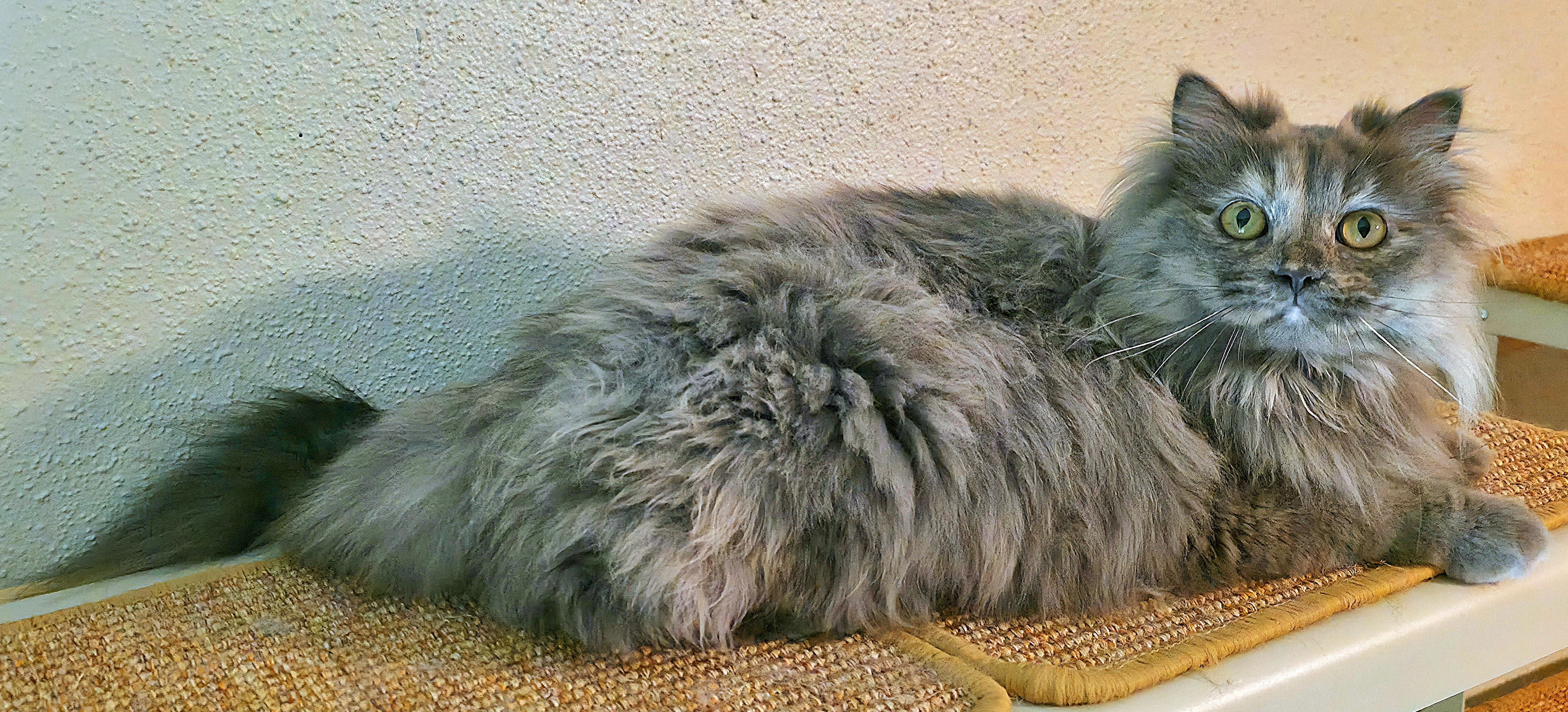 Stormy, a ADOPTABLE Persian in Converse, TX image 2/4