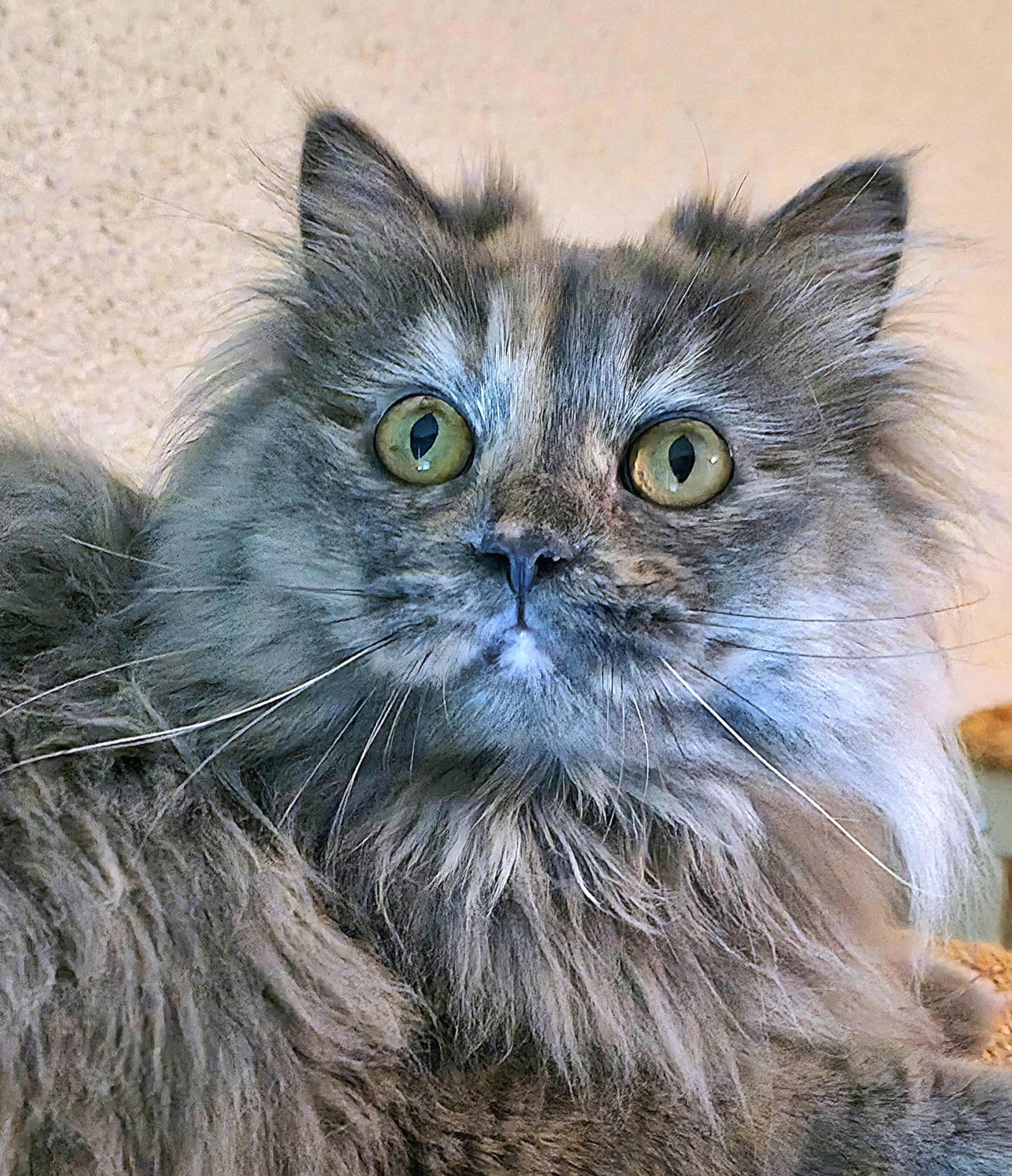 Stormy, a ADOPTABLE Persian in Converse, TX image 1/4