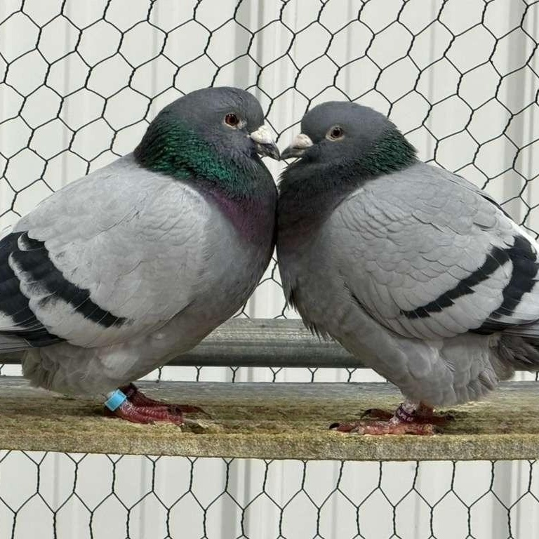Enlarge Whitney & Persimmon (married couple), an adoptable Pigeon in Chicago, IL image 1/4