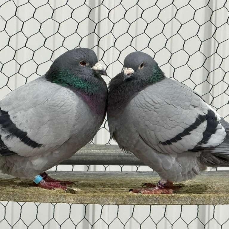 Enlarge Whitney & Persimmon (married couple), an adoptable Pigeon in Chicago, IL image 2/4