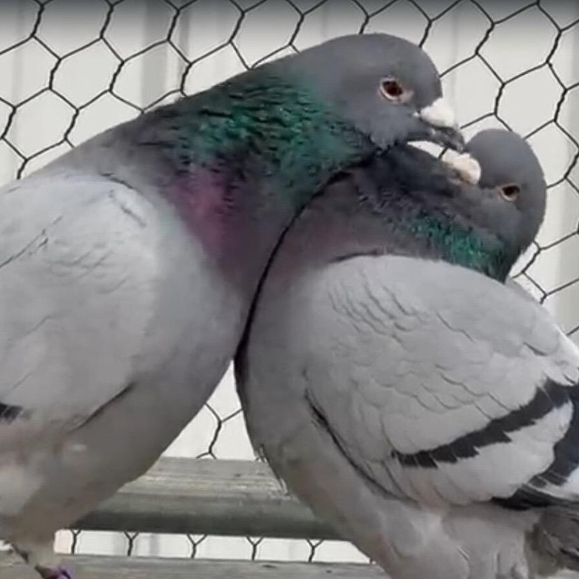 Enlarge Whitney & Persimmon (married couple), an adoptable Pigeon in Chicago, IL image 4/4