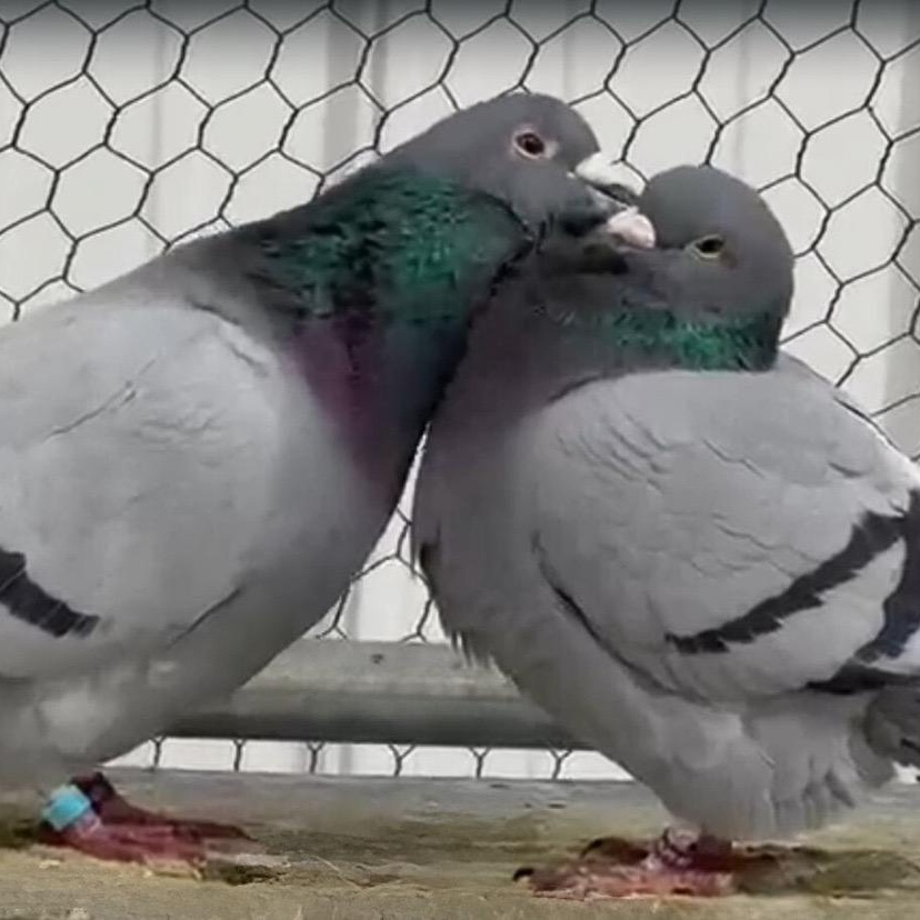 Enlarge Whitney & Persimmon (married couple), an adoptable Pigeon in Chicago, IL image 3/4