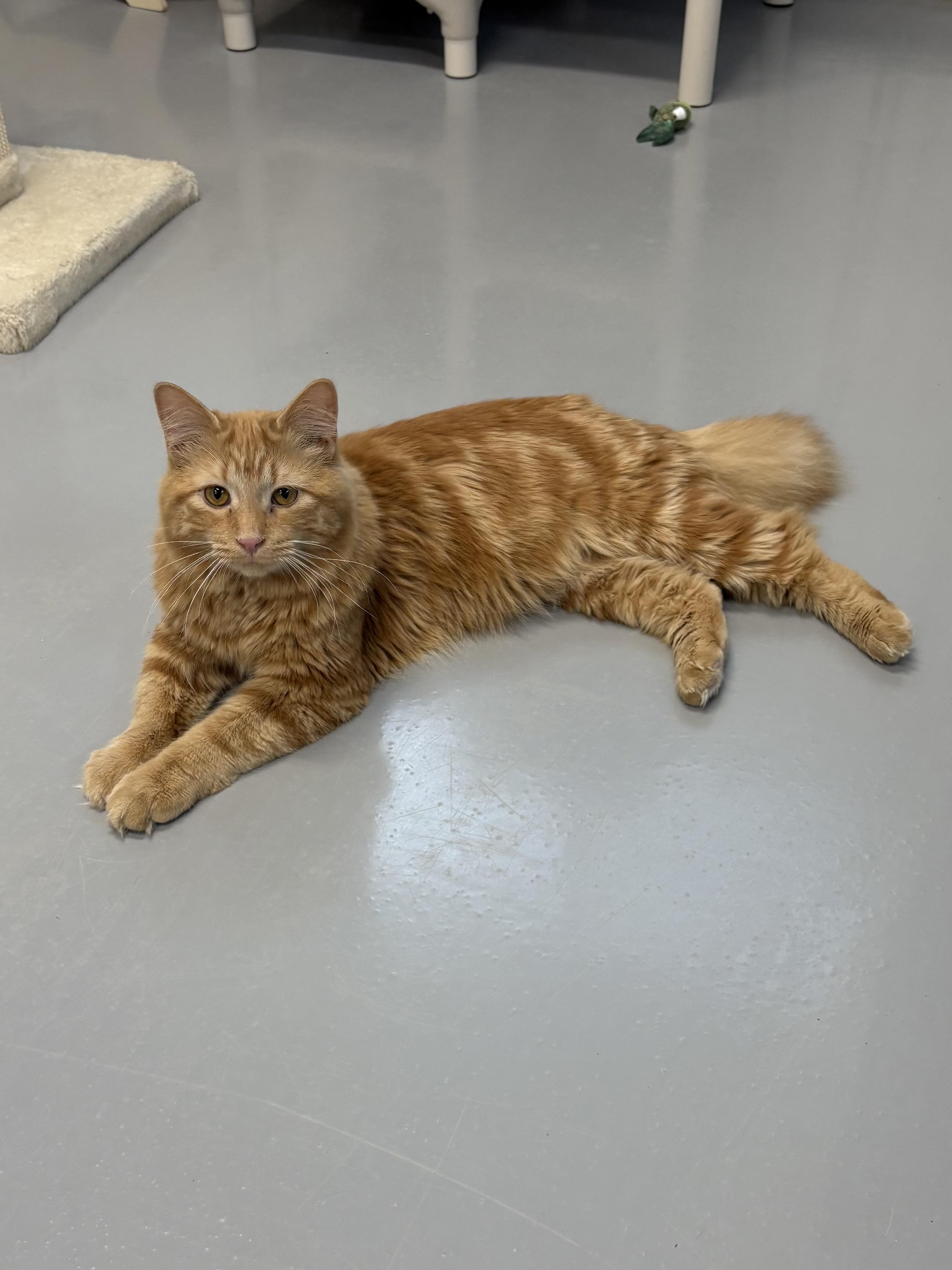 Morris, an adopted Domestic Long Hair in Big Rapids, MI image 1/3