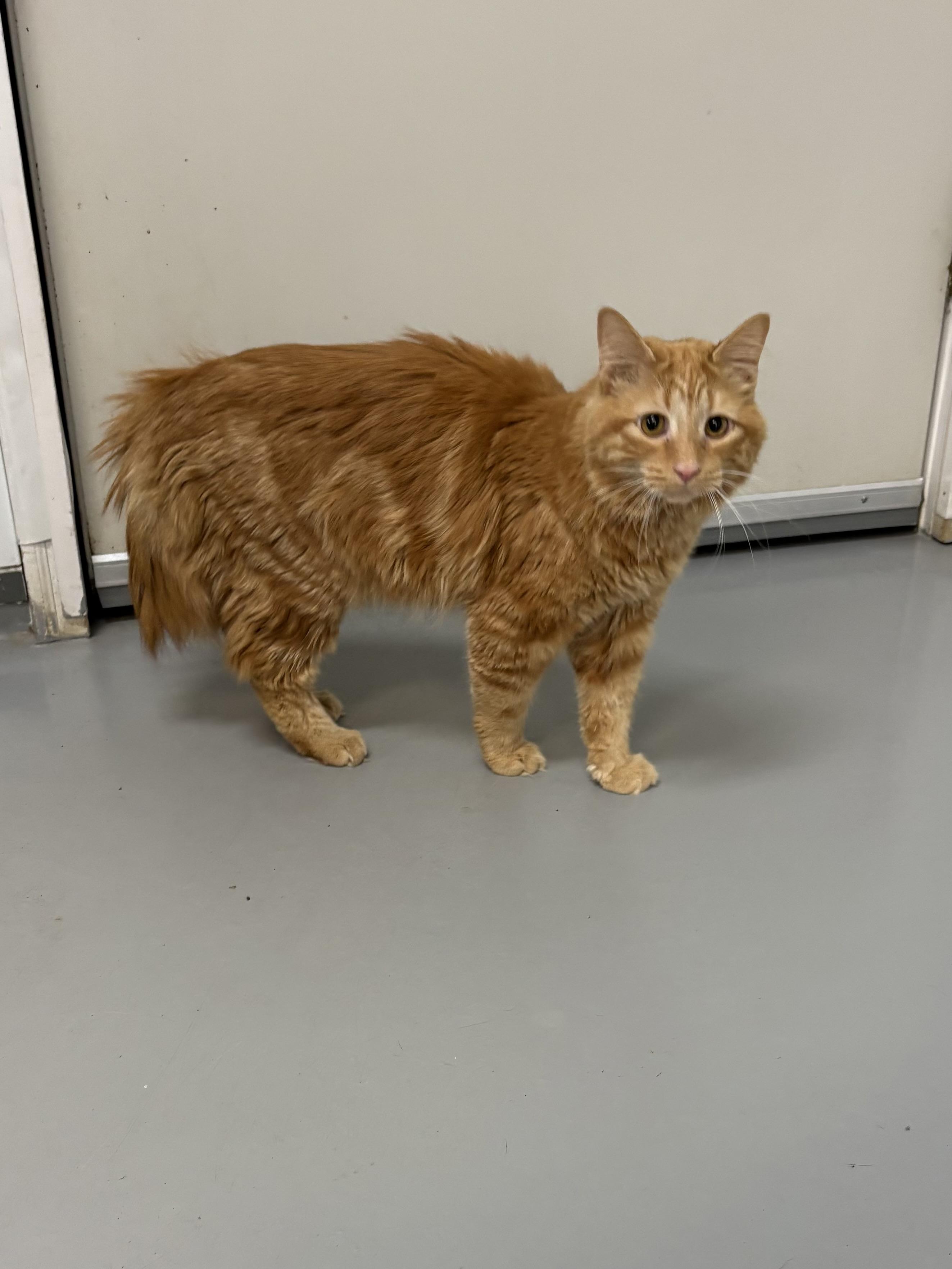 Morris, an adopted Domestic Long Hair in Big Rapids, MI image 3/3