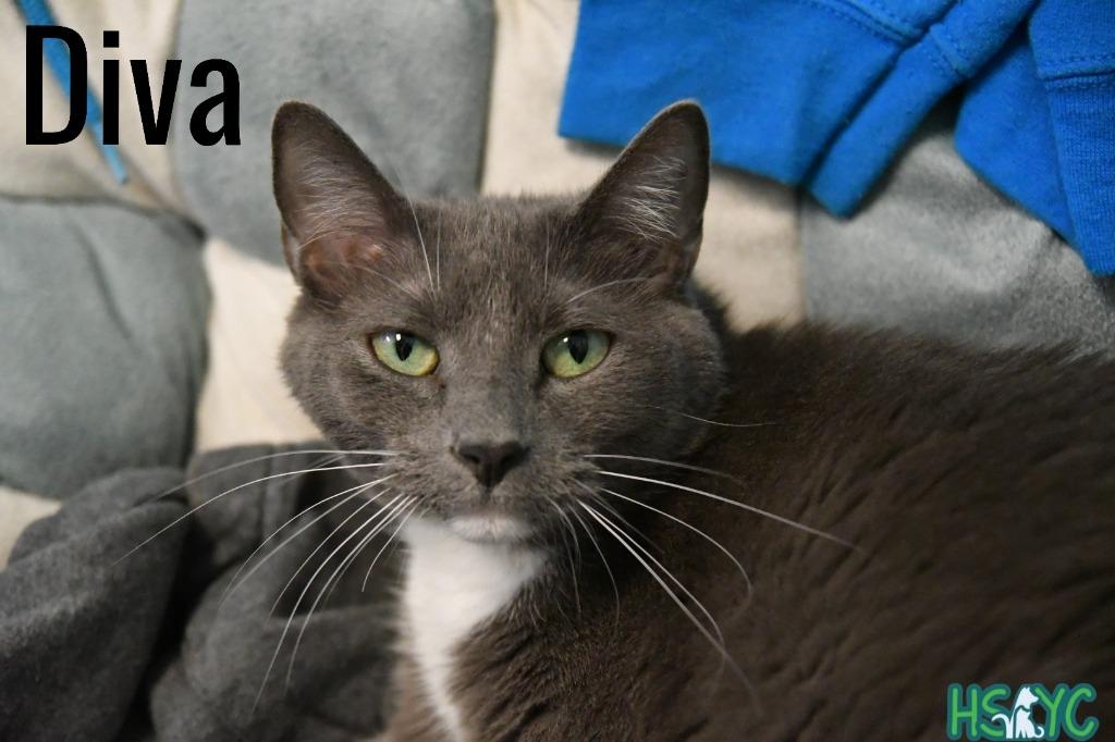 Diva, a Adoptable mixed breed in Fort Mill, SC image 2/6