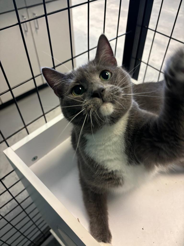 Enlarge Diva, a Adoptable mixed breed in Fort Mill, SC image 1/6