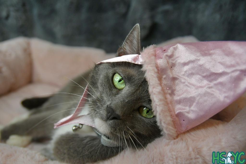 Enlarge Diva, a Adoptable mixed breed in Fort Mill, SC image 3/6