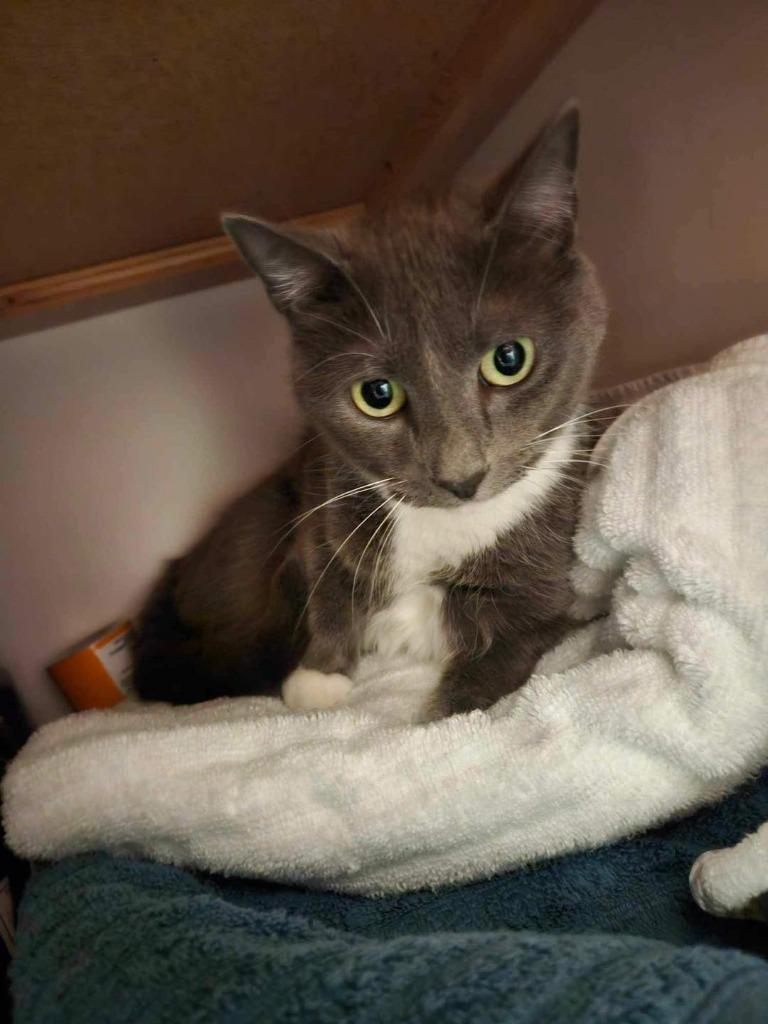 Enlarge Diva, a Adoptable mixed breed in Fort Mill, SC image 3/6