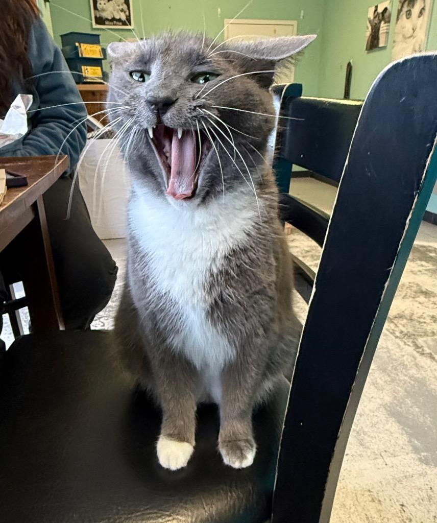 Enlarge Diva, a Adoptable mixed breed in Fort Mill, SC image 4/6