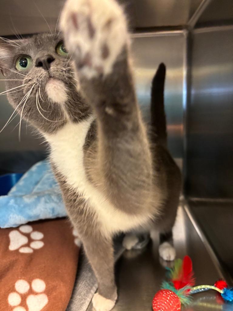 Enlarge Diva, a Adoptable mixed breed in Fort Mill, SC image 5/6