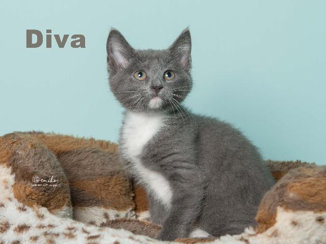 Diva, a Adoptable mixed breed in Fort Mill, SC image 6/6